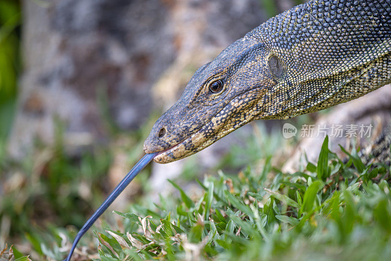 亚洲水监测器，Varanus salvator，在曼谷一个公园的草坪上